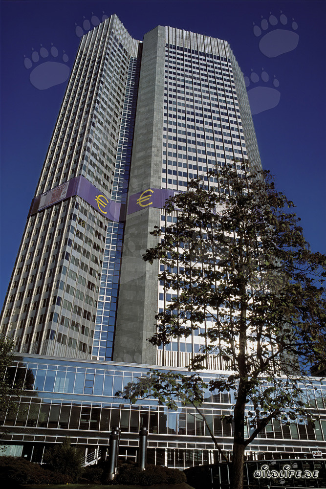 Banco Central Europeo (BCE) - Torre del Euro en Fráncfort del Meno