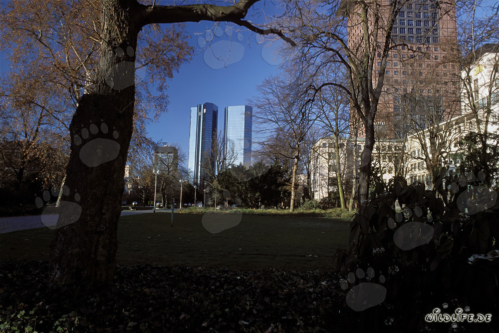Les tours jumelles du siège de la Deutsche Bank à Francfort