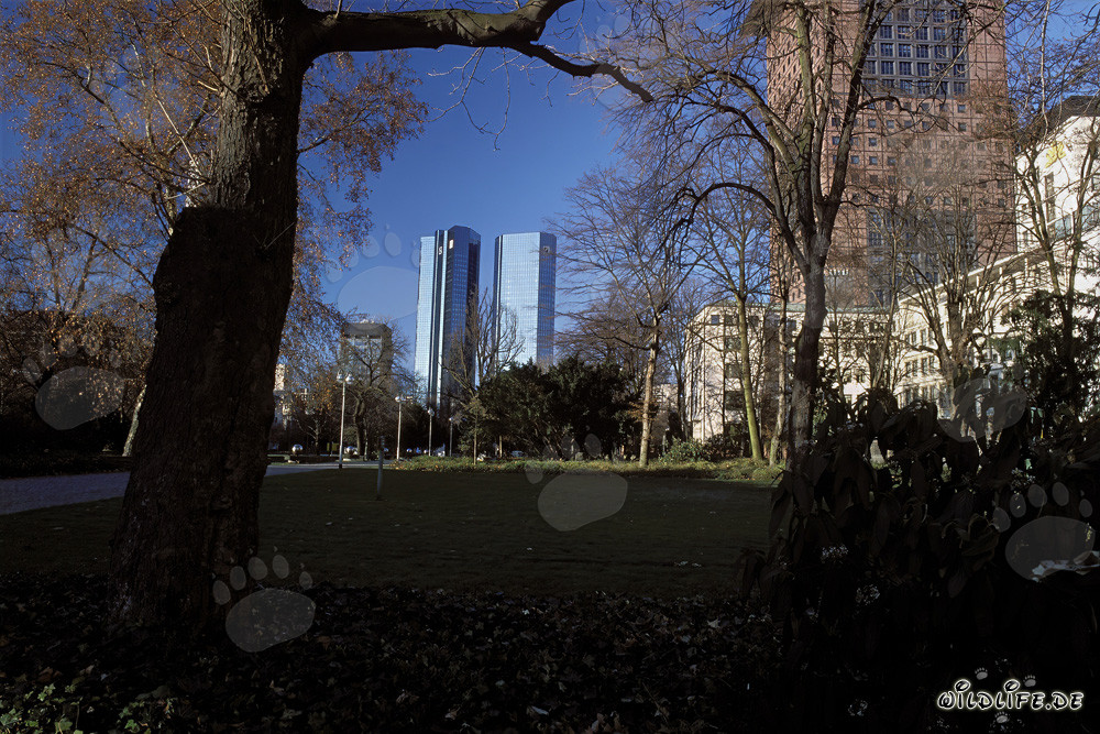 Las torres gemelas de la sede central del Deutsche Bank en Frankfurt