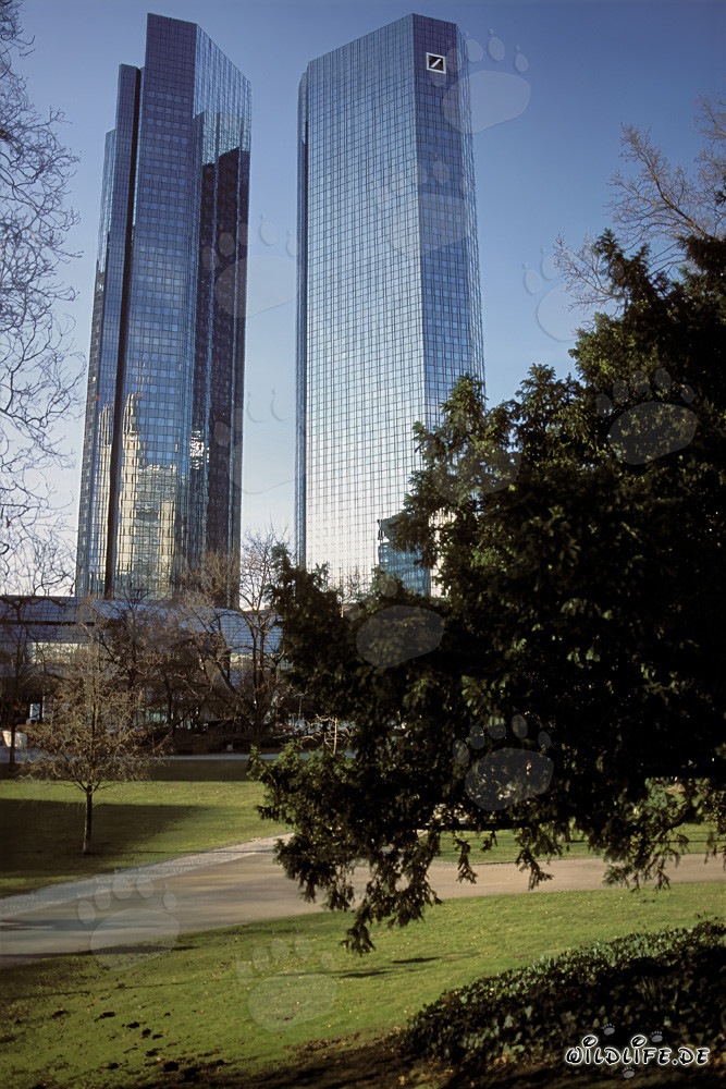 Die Zwillingstürme der Deutschen Bank in Frankfurt