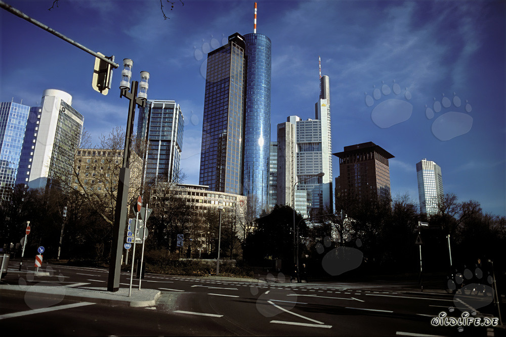 Impressive Skyline of Frankfurt am Main