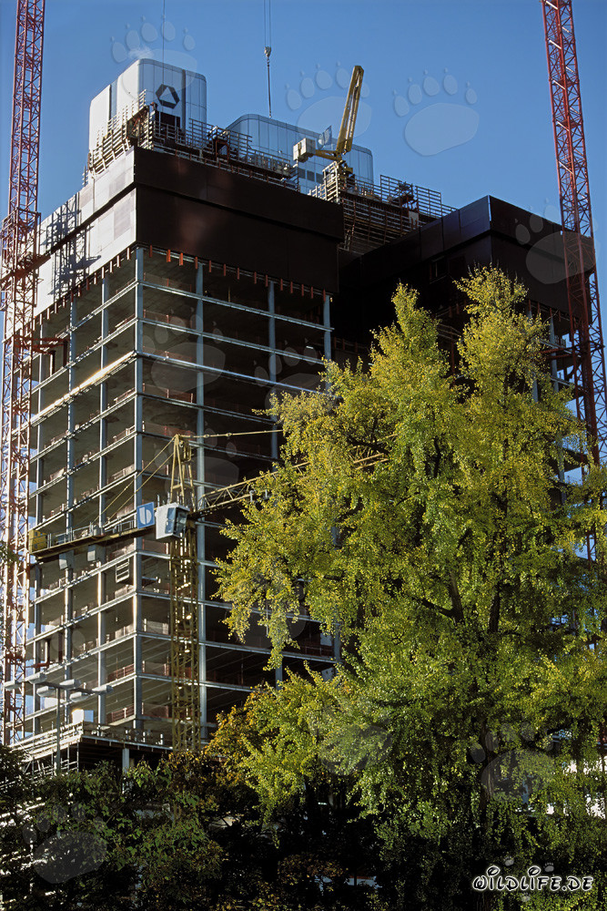 Gallileo Construction Site - Modern Skyscraper Architecture in Frankfurt