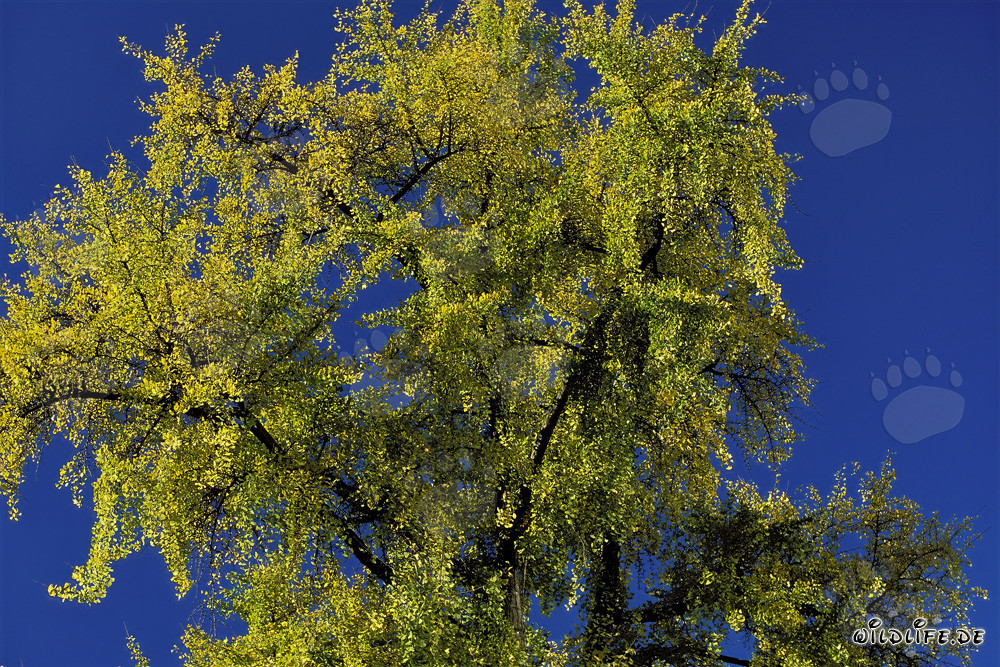 Albero autunnale con foglie luminose a Francoforte