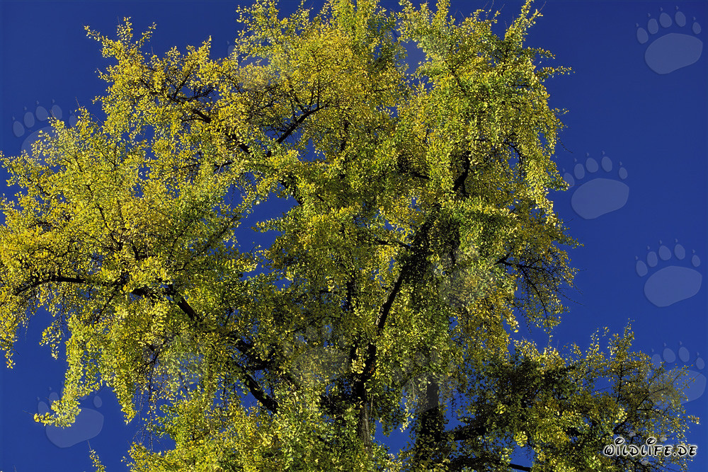 Árbol de otoño con hojas brillantes en Frankfurt