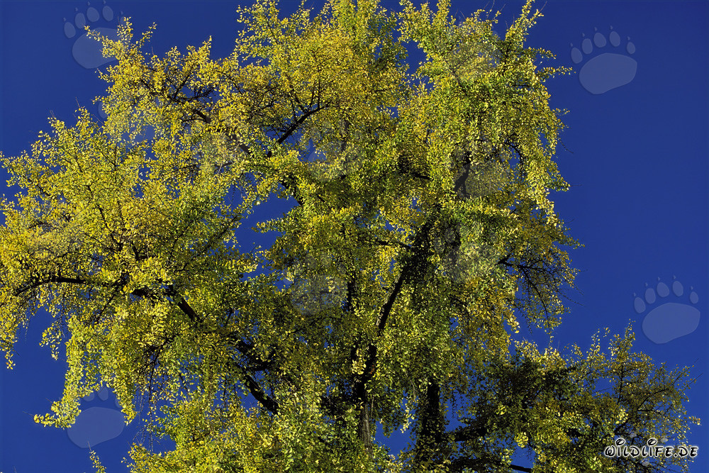 Arbre d'automne avec des feuilles lumineuses à Francfort