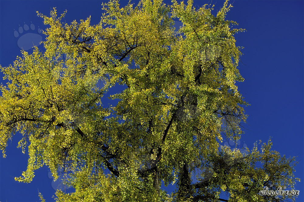 Autumn tree with vibrant leaves in Frankfurt