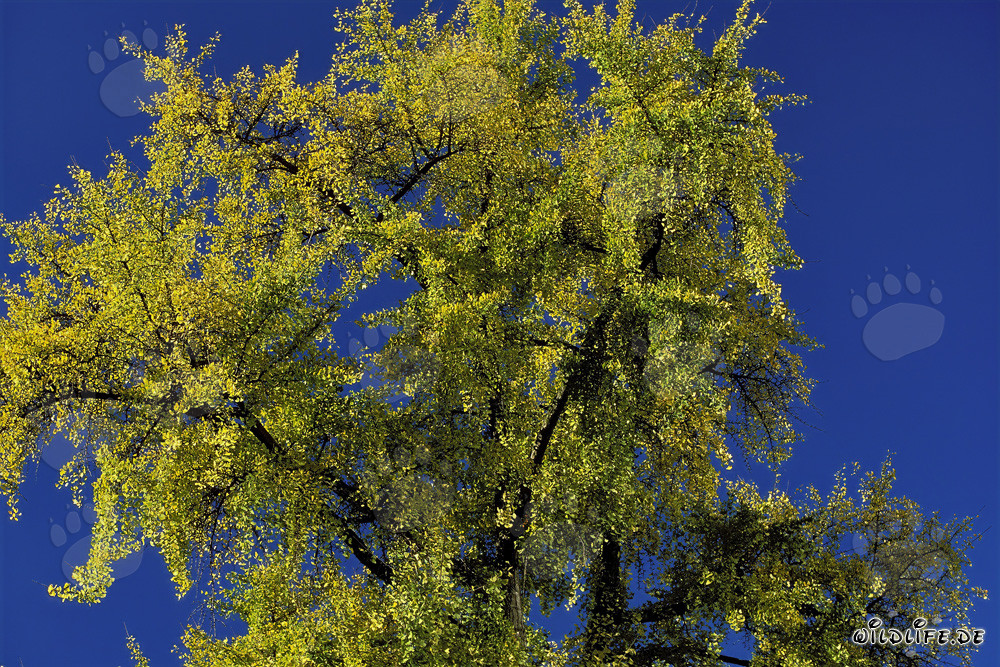 Herbstbaum mit leuchtenden Blättern in Frankfurt