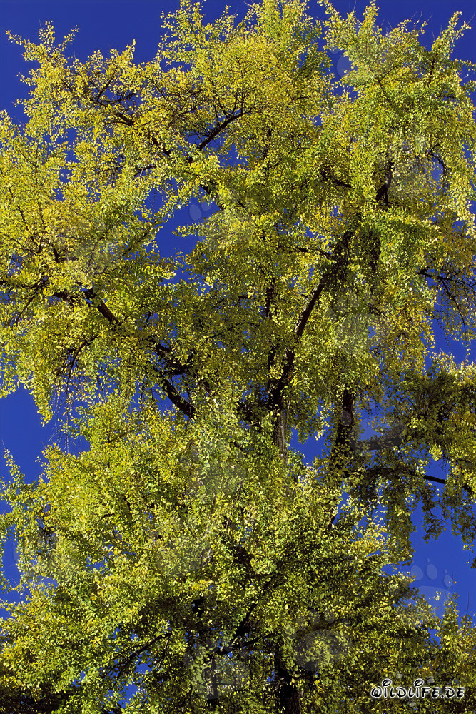 Albero autunnale di fronte alla torre Galileo a Francoforte