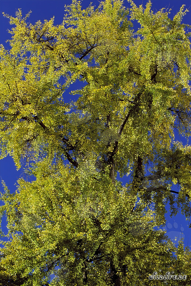 Árbol otoñal frente a la torre Galileo en Fráncfort