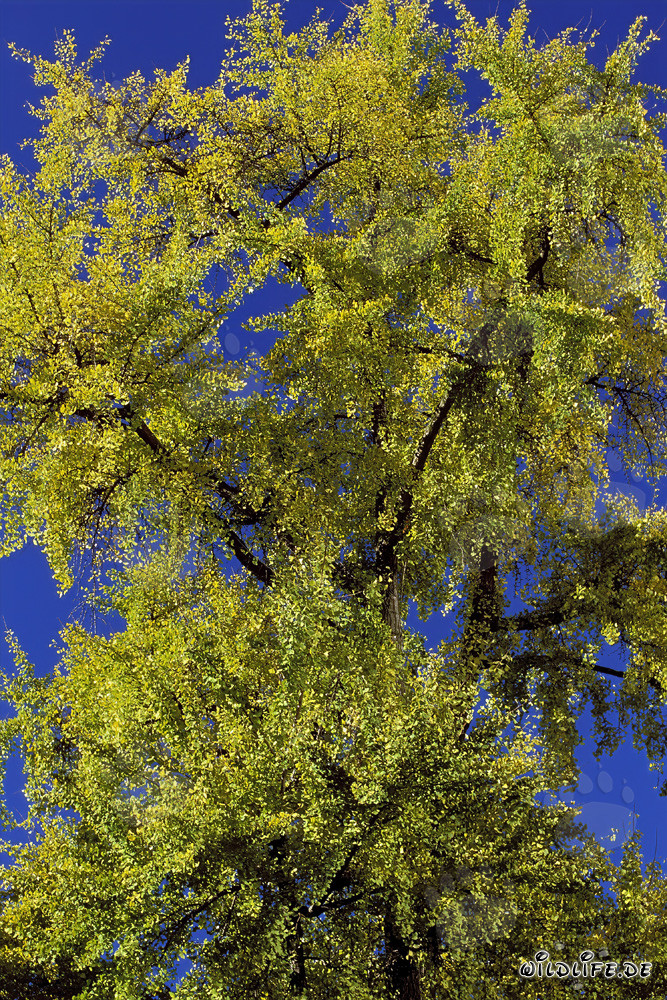 Arbre automnal devant la tour Galileo à Francfort