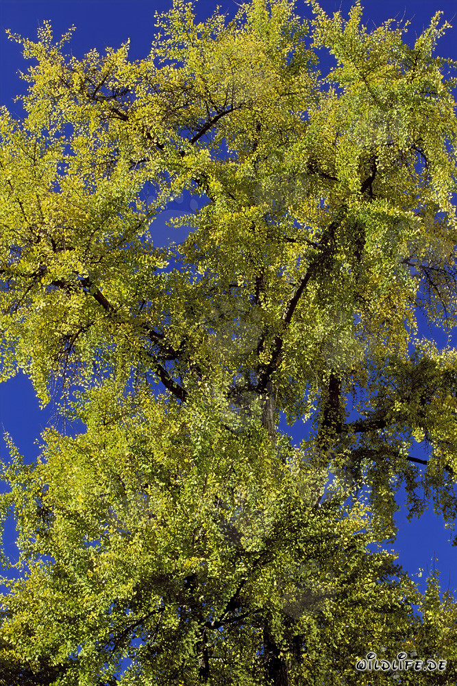 Autumn Tree in Front of the Gallileo Skyscraper in Frankfurt