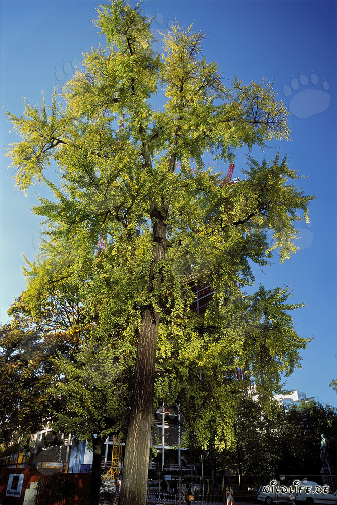 Double gratte-ciel futuriste Gallileo à Francfort-sur-le-Main, Allemagne