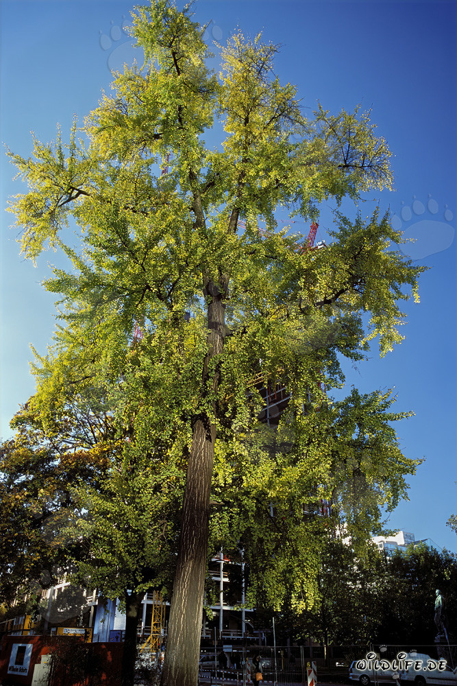 Rascacielos doble futurista Gallileo en Frankfurt am Main, Alemania