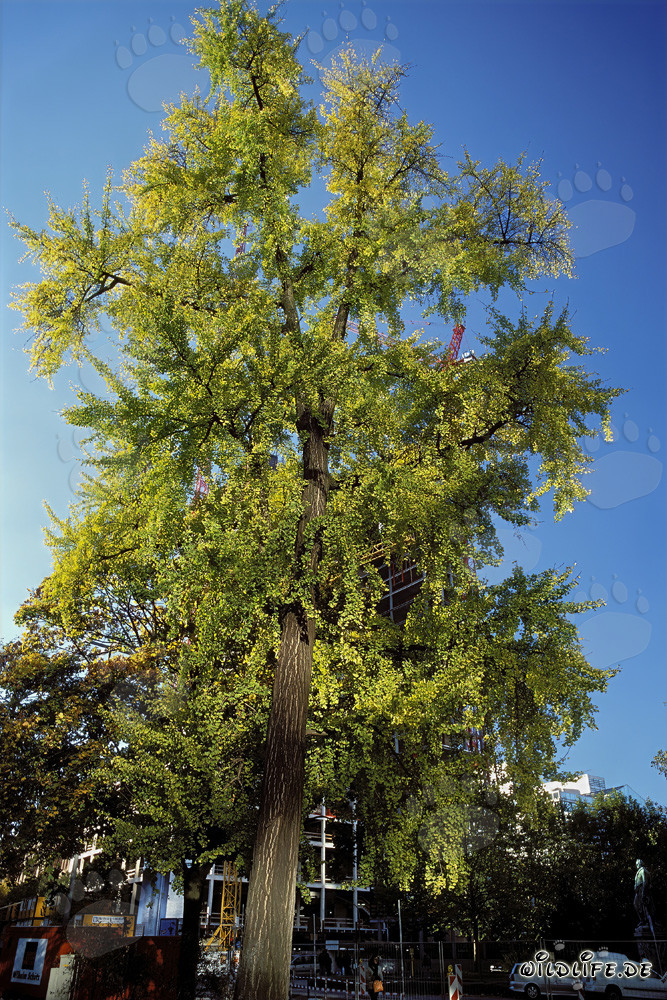 Futuristic Twin Skyscrapers Gallileo in Frankfurt am Main, Germany