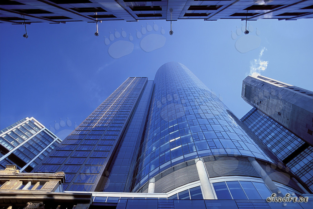 Frankfurt Maintower at Sunset