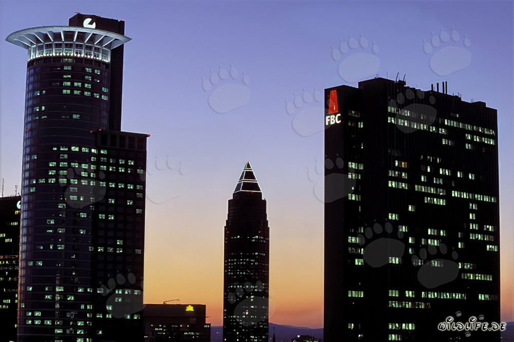 Faszinierende Skyline von Frankfurt bei Nacht