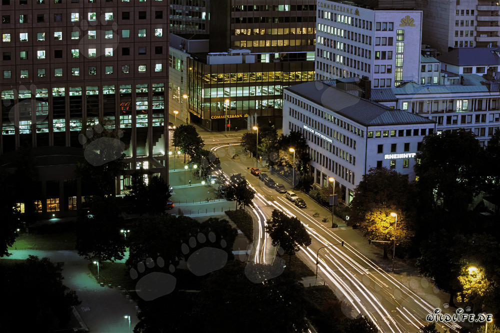 Impressions of Frankfurt at Night