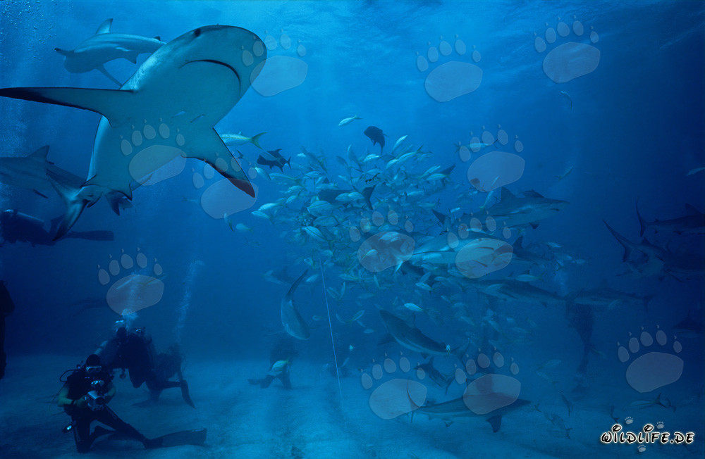 Spectacular Shark Rodeo with Caribbean Reef Sharks and Blacktip Sharks