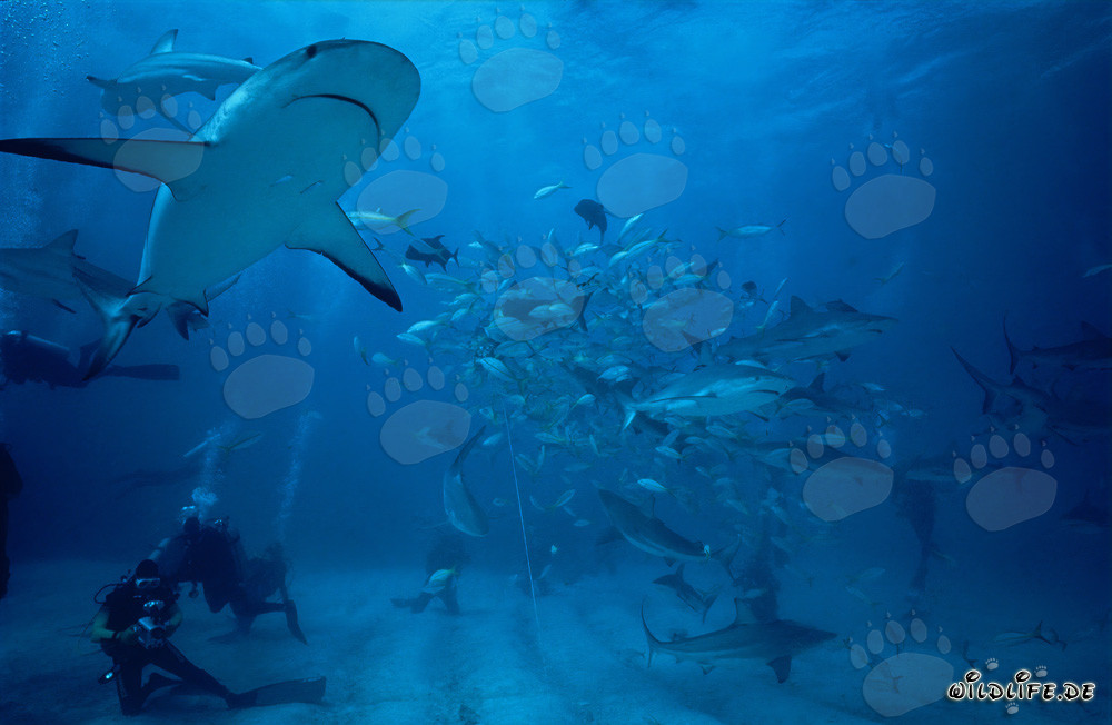 Spektakuläres Shark Rodeo mit Karibischen Riffhaien und Schwarzspitzenhaien