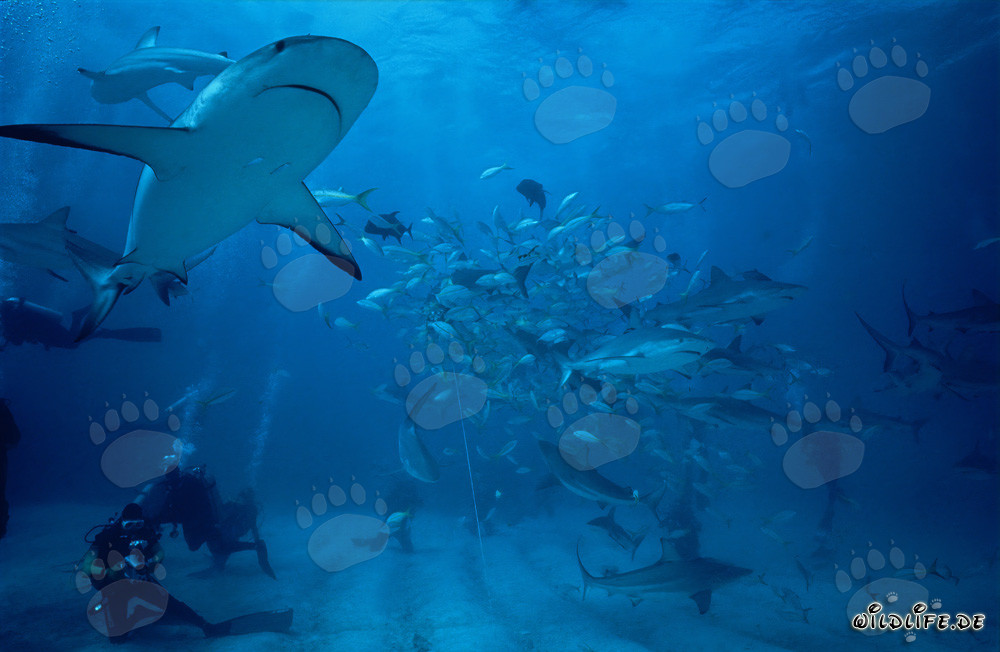 Spectaculaire Shark Rodeo avec des Requins des Caraïbes et des Requins à Pointes Noires