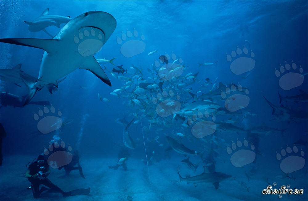 Espectacular Shark Rodeo con Tiburones del Caribe y Tiburones Punta Negra