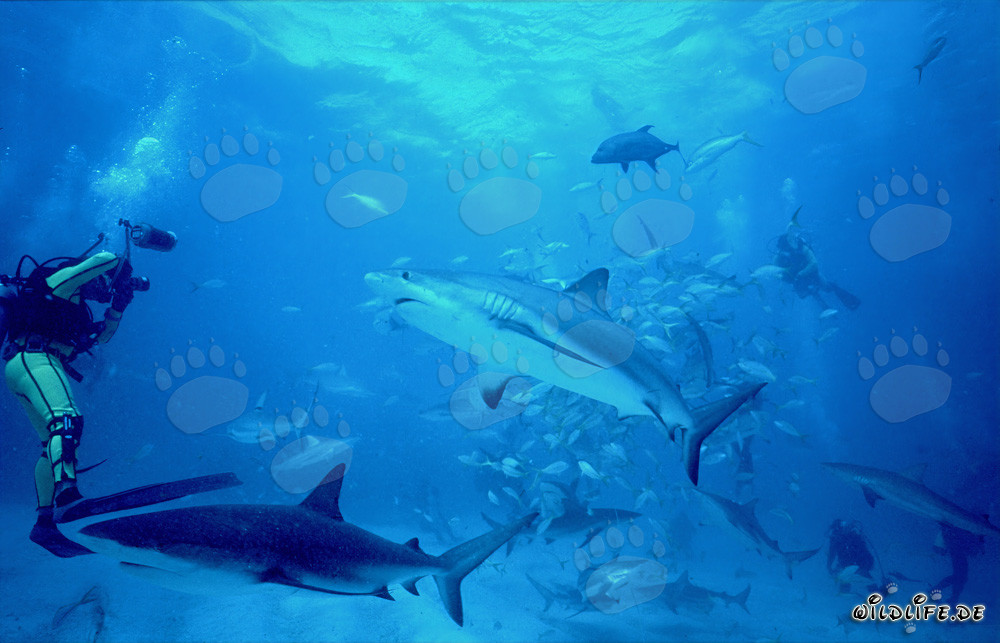 Fascinating Underwater World: Caribbean Reef Sharks and Blacktip Sharks