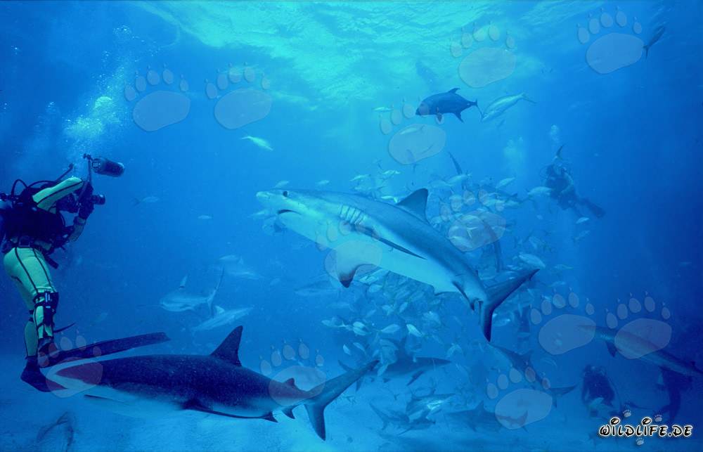 Fascinante mundo submarino: Tiburones de arrecife del Caribe y tiburones de puntas negras