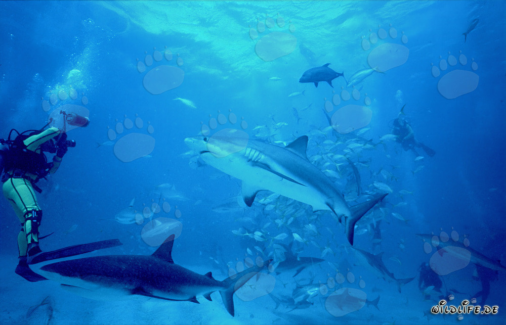 Monde sous-marin fascinant : Requins de récif des Caraïbes et requins à pointes noires