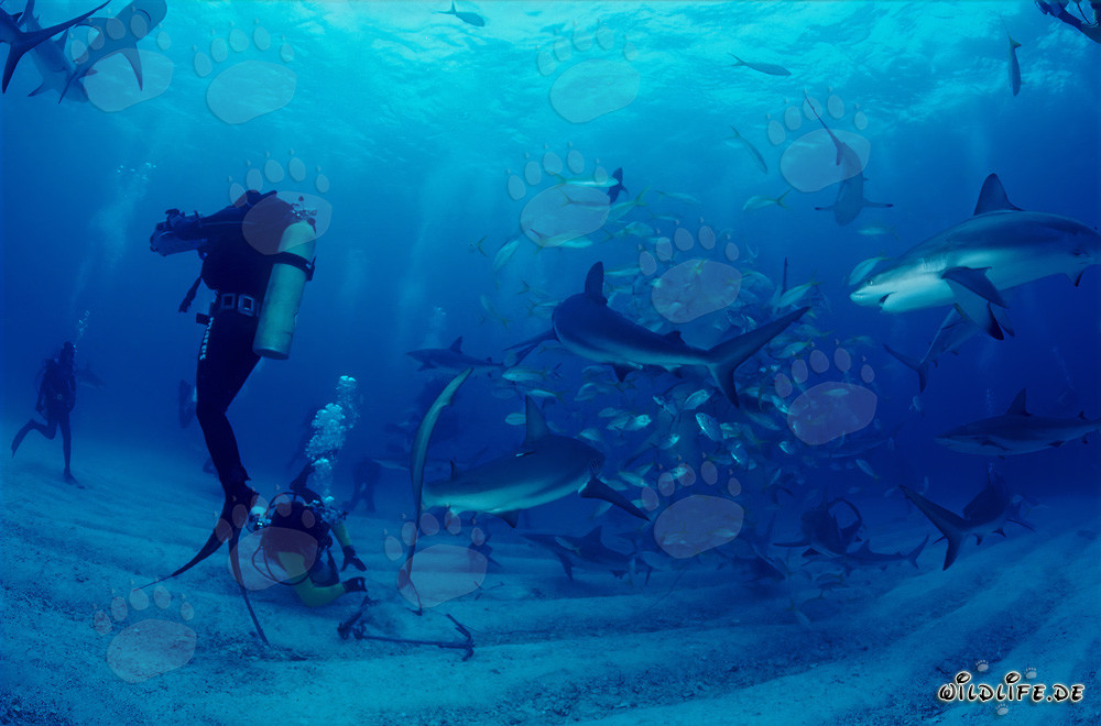Fascinating Underwater World: Caribbean Reef Sharks and Blacktip Sharks