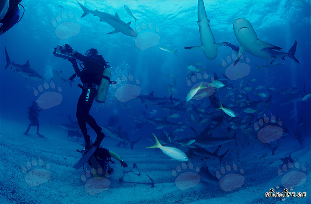 Espectáculo de tiburones del Caribe: buceadores observan fascinados el rodeo de tiburones