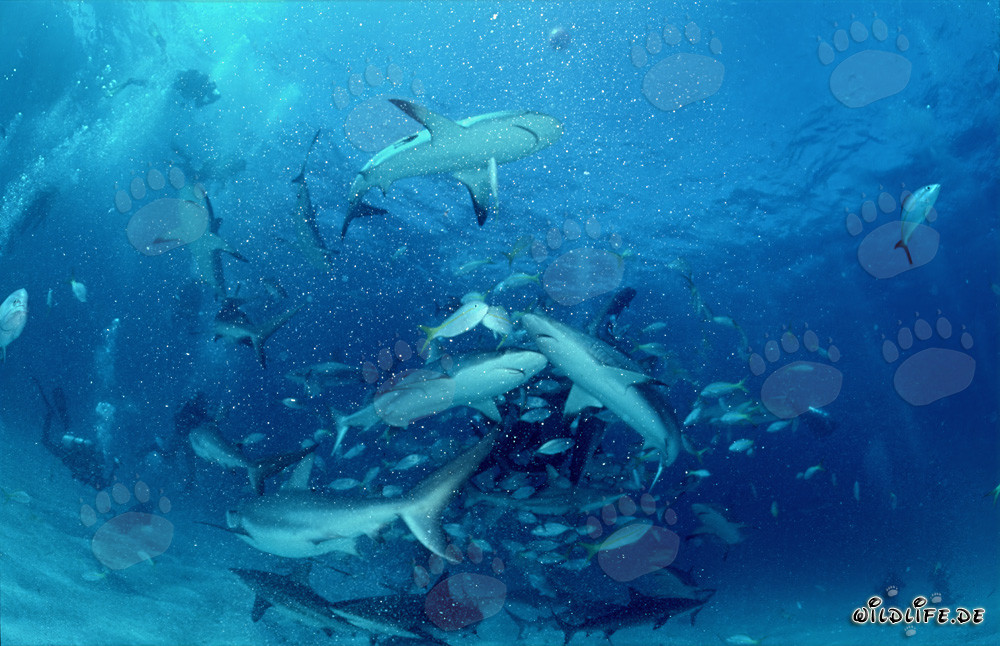 Fascinating Underwater Scene: Caribbean Reef Sharks and Blacktip Sharks