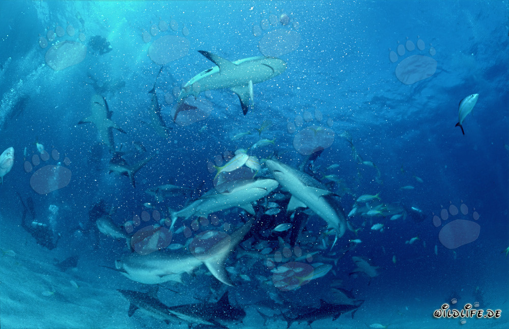 Scène sous-marine fascinante : requins des récifs des Caraïbes et requins à pointes noires