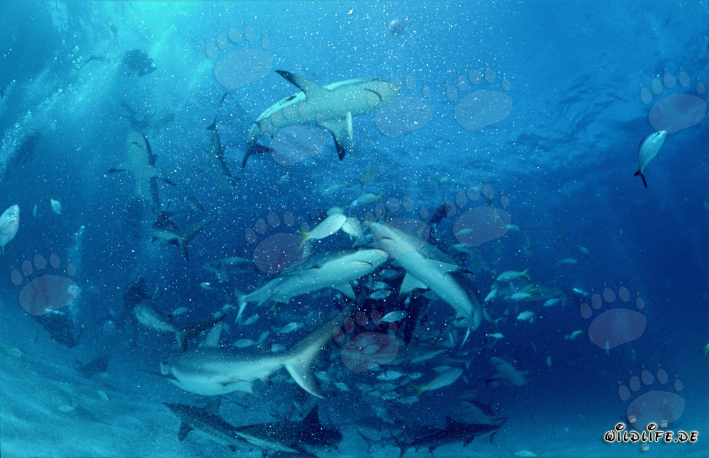 Escena submarina fascinante: tiburones de arrecife del Caribe y tiburones puntas negras