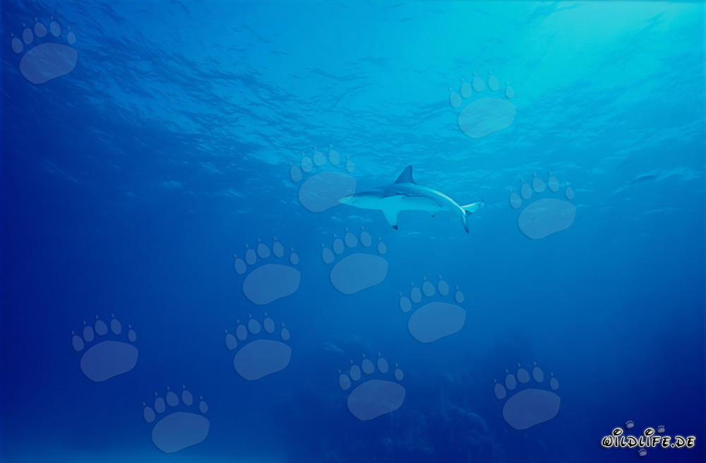 Fascinating Blacktip Shark in the Waters of the Bahamas