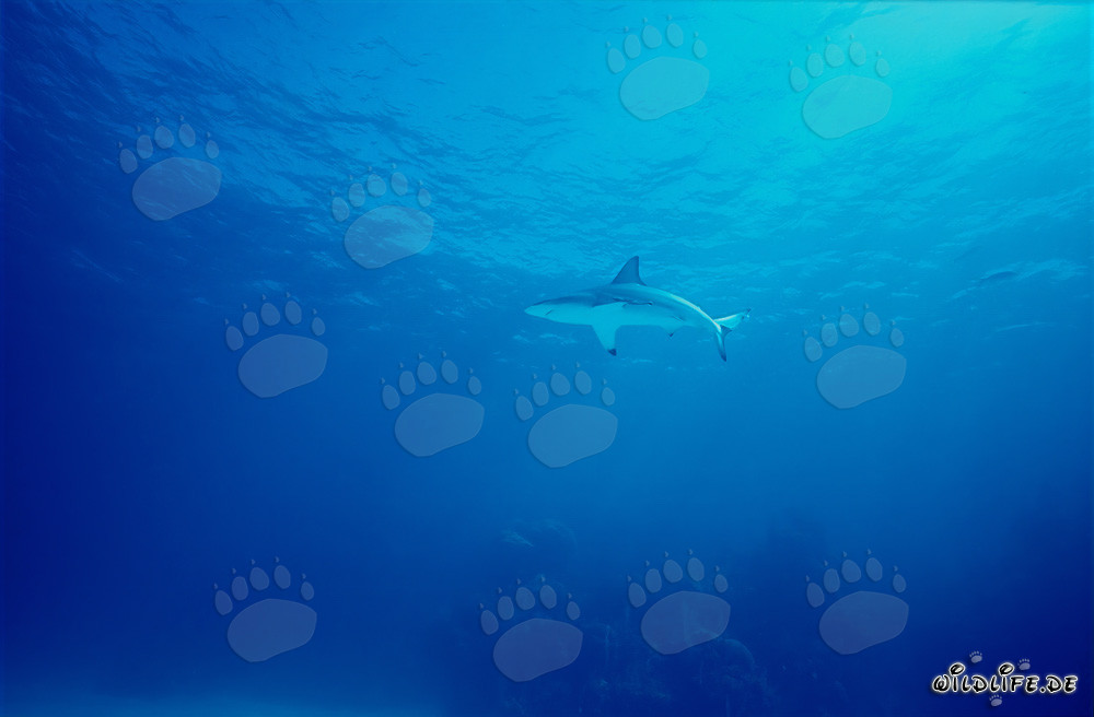 Requin à pointes noires fascinant dans les eaux des Bahamas