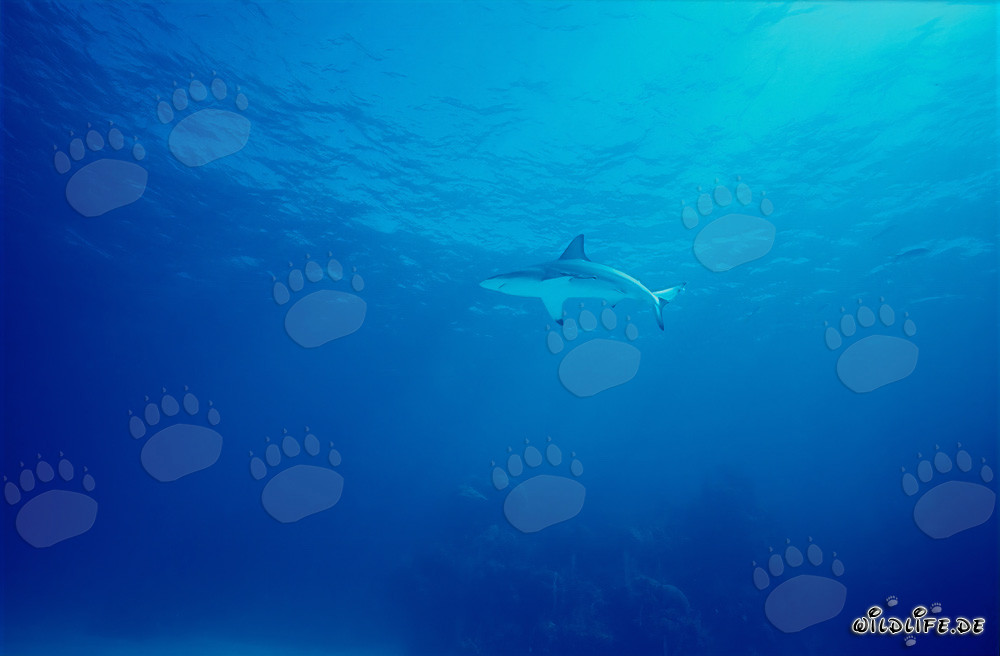 Affascinante squalo punta nera nelle acque delle Bahamas
