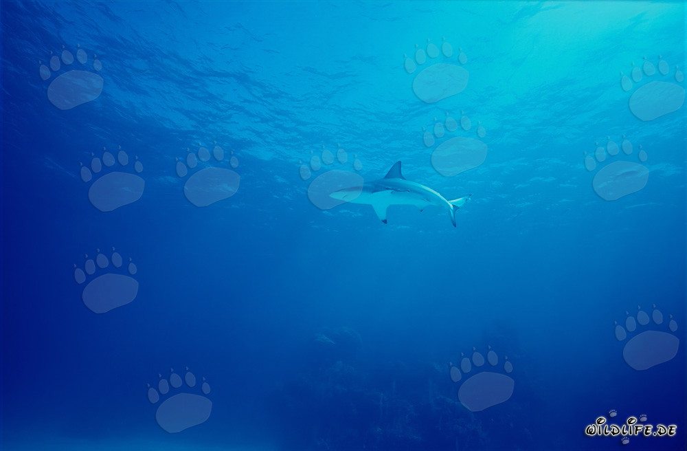 Fascinante tiburón de puntas negras en las aguas de las Bahamas