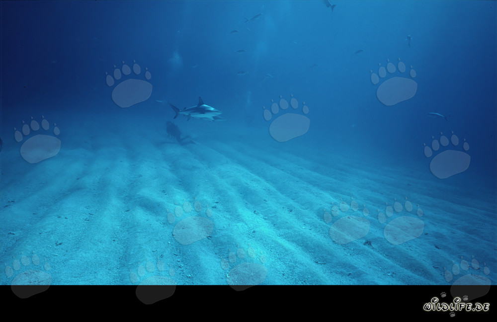 Fascinating Blacktip Shark and Diver exploring the grooved seafloor