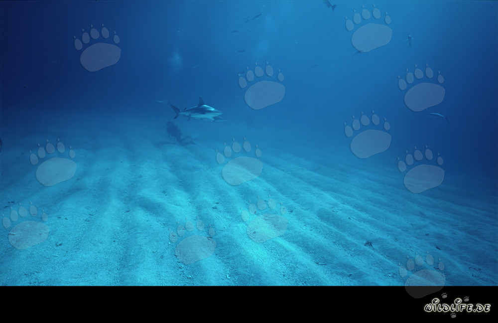 Fascinante tiburón de puntas negras y buzo explorando el fondo marino surcado