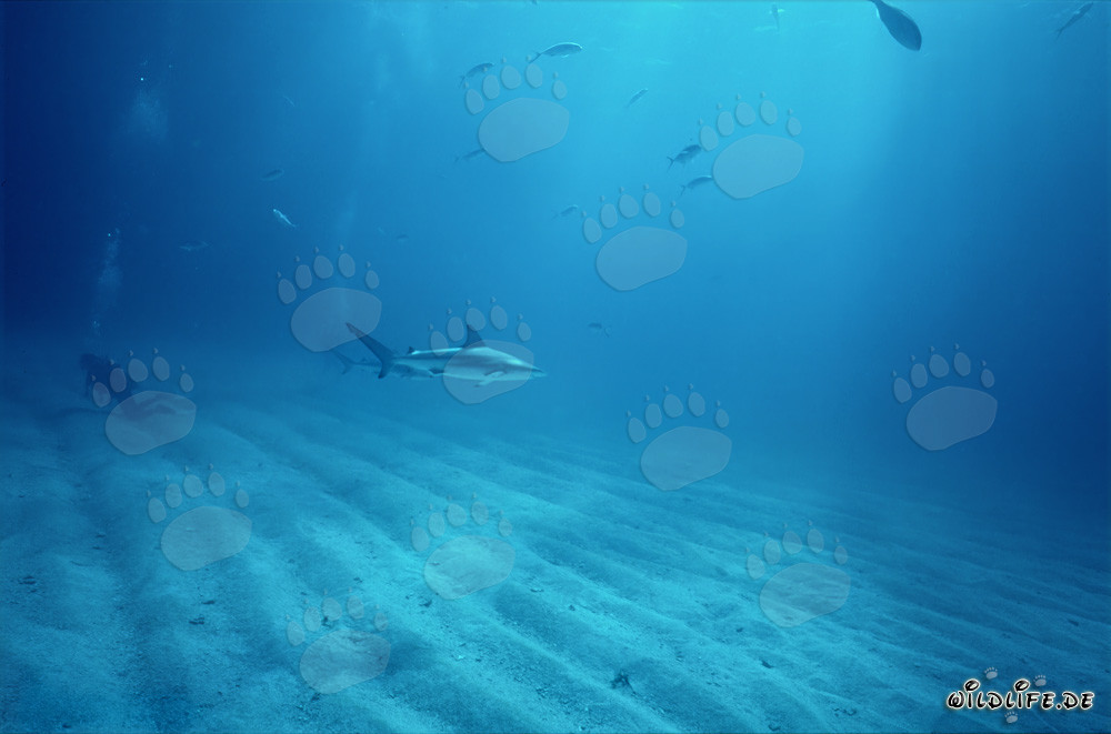 Blacktip Shark and Diver above Sandy Seabed