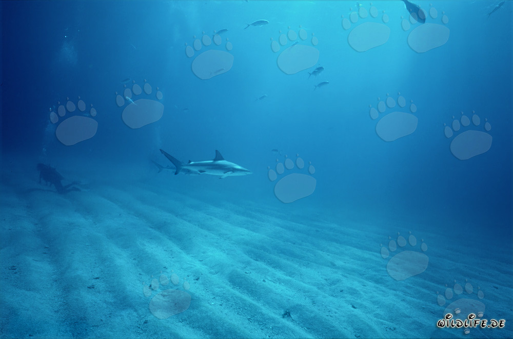 Requin à pointes noires et plongeur sur le fond marin sablonneux