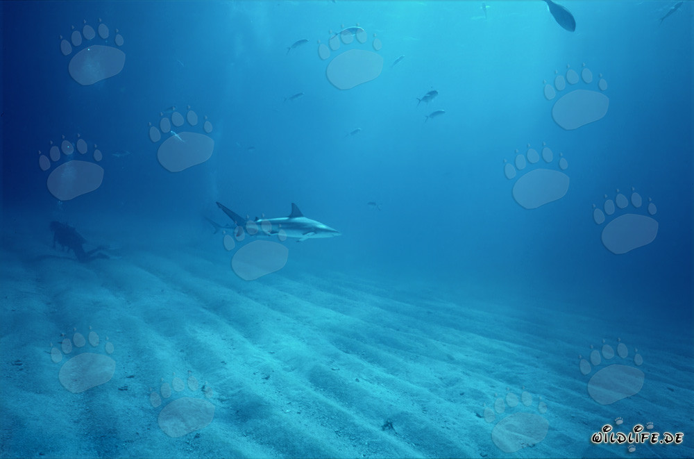 Squalo punta nera e subacqueo sul fondo marino sabbioso