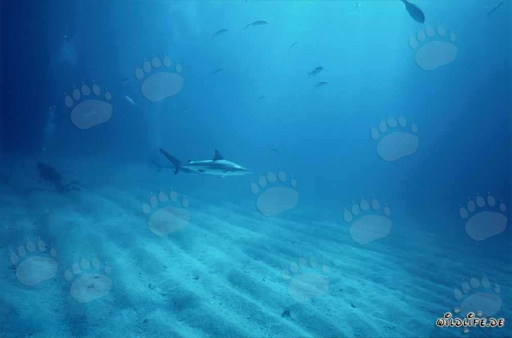 Tiburón de puntas negras y buzo sobre el fondo marino arenoso