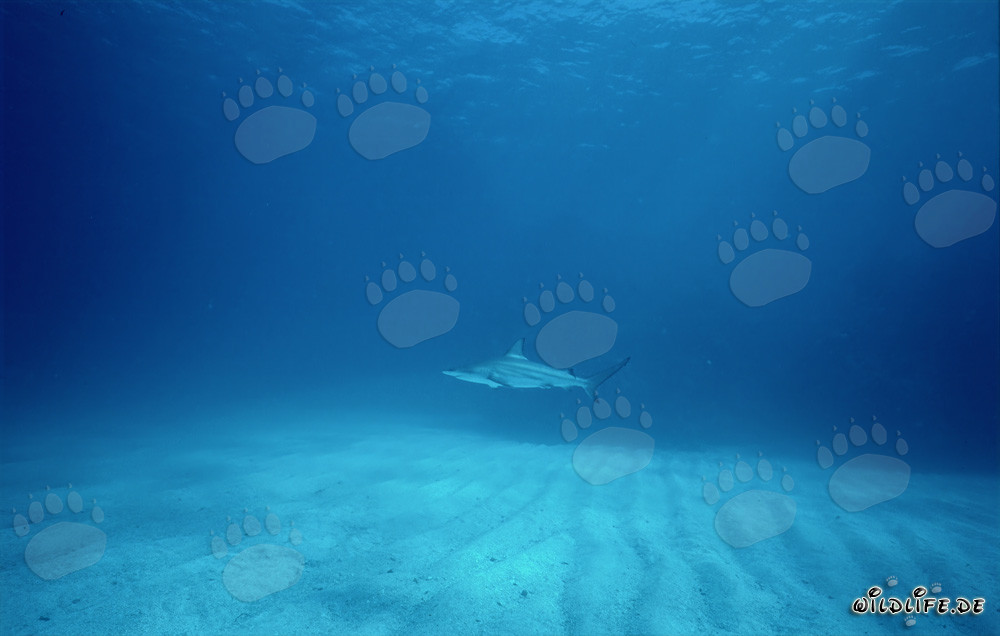 Majestic blacktip shark above sandy seafloor
