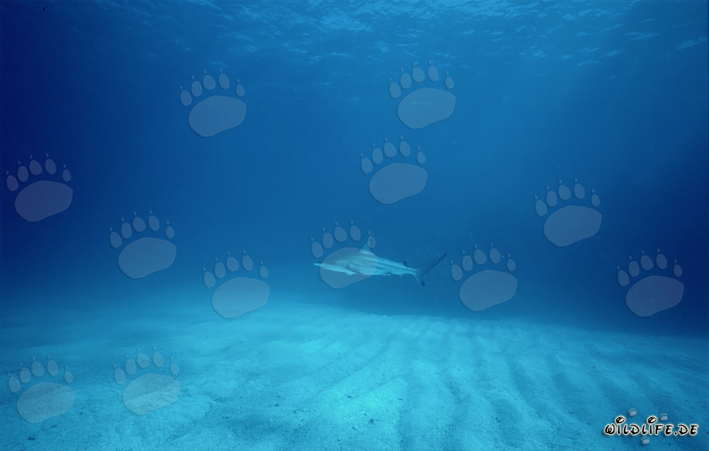 Squalo punta nera maestoso sopra il fondale marino sabbioso