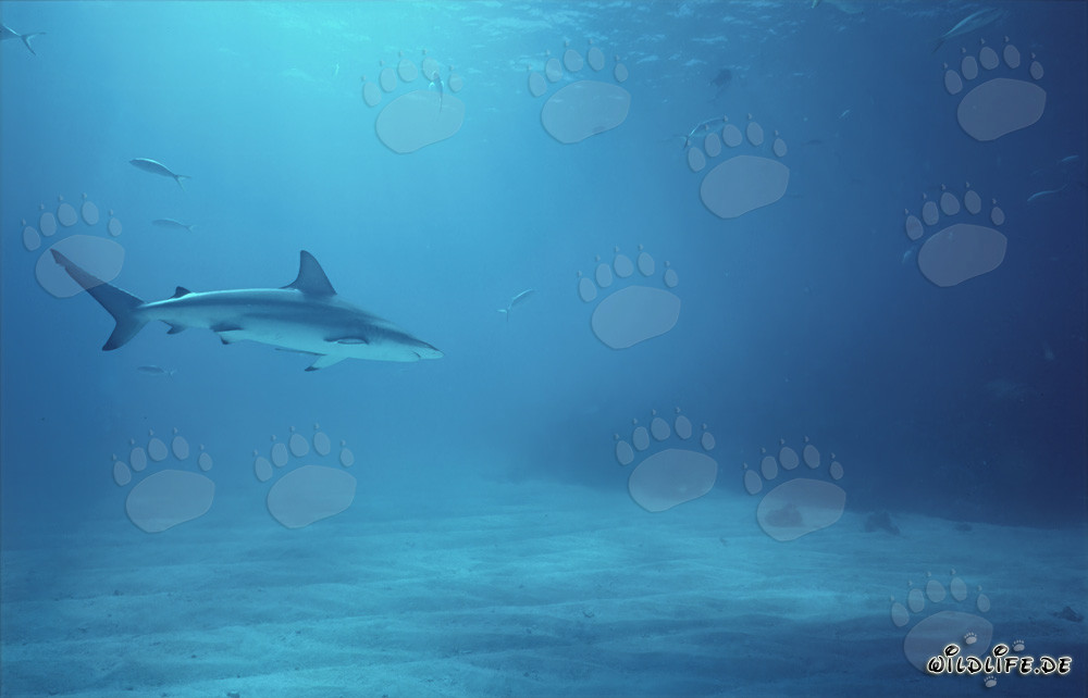 Elegant blacktip shark glides majestically through the clear water