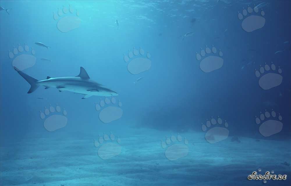 Requin à pointes noires élégant glissant majestueusement dans l'eau claire