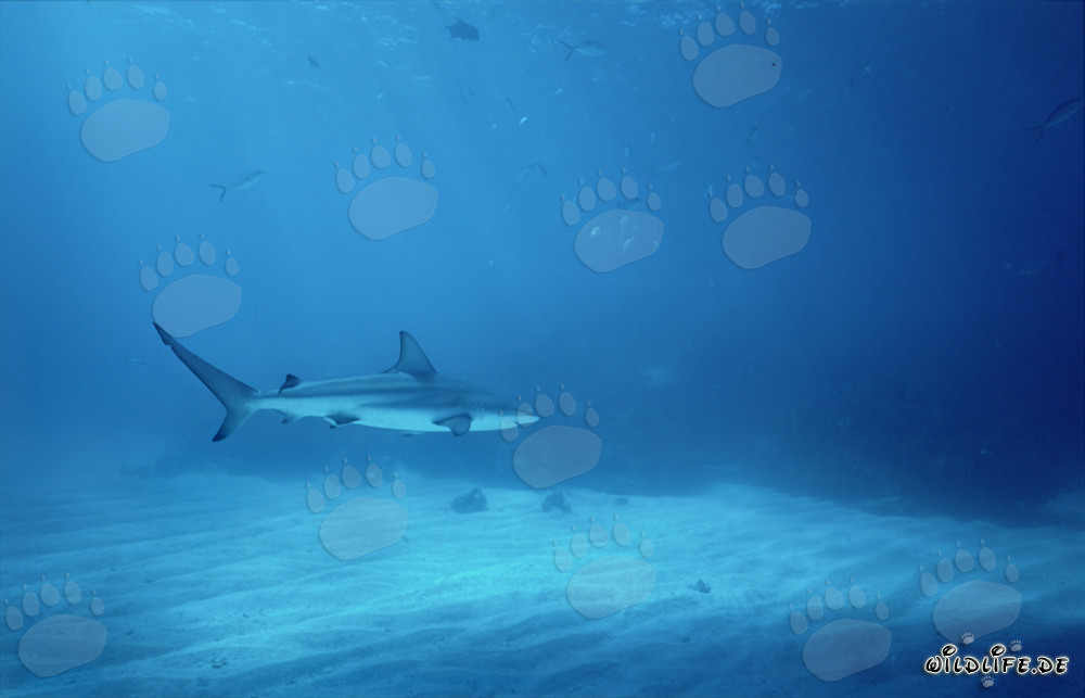 Blacktip shark swimming in the waters of the Bahamas