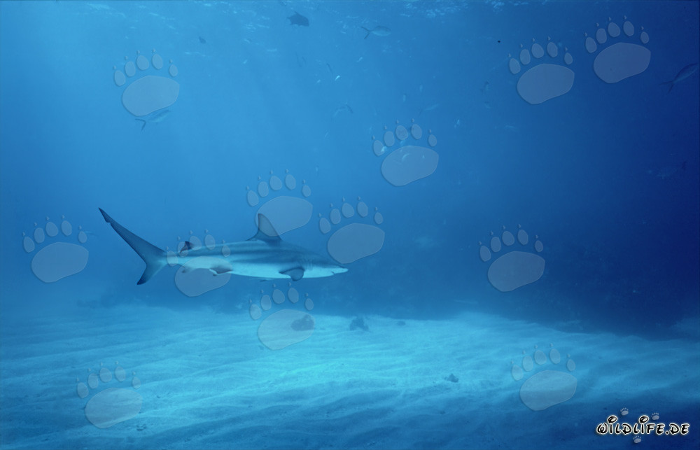 Schwarzspitzenhai in den Gewässern der Bahamas schwimmend