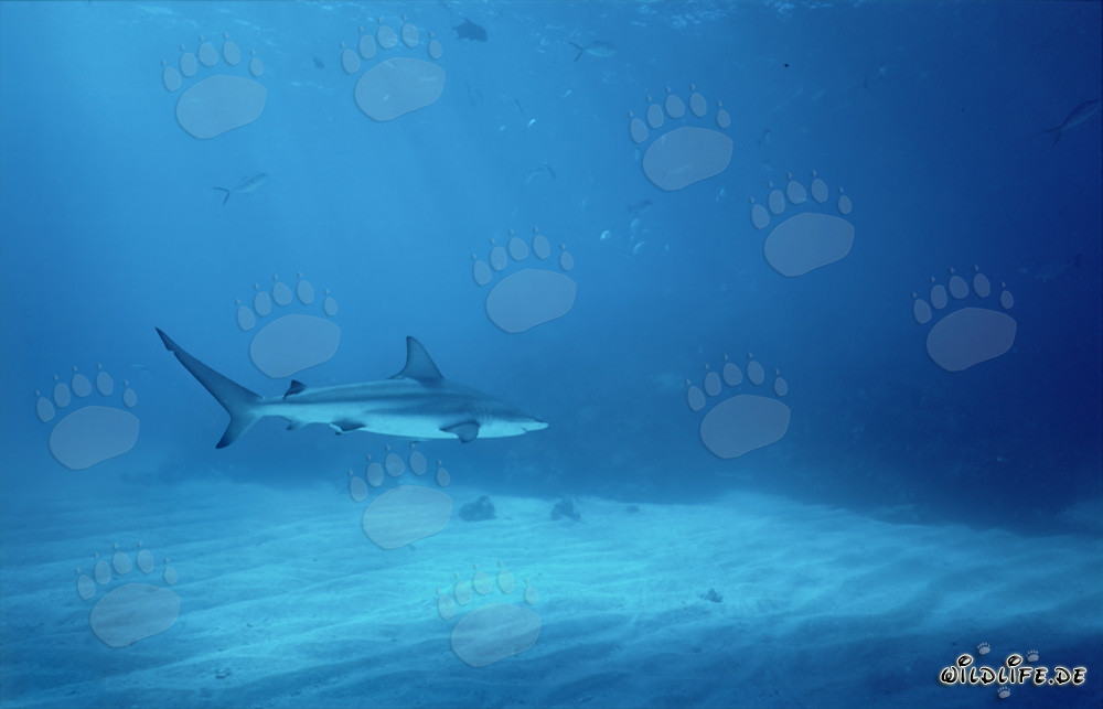 Tiburón de puntas negras nadando en las aguas de las Bahamas